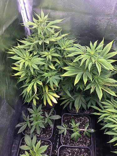 Growreport Bild 5