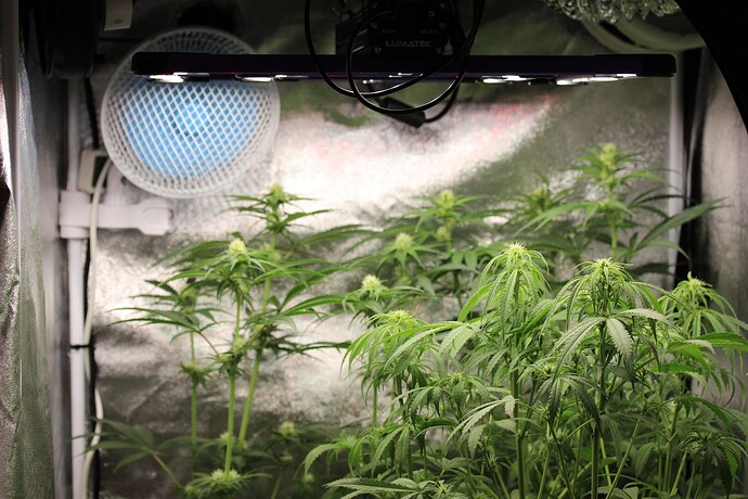 Growreport Bild 4