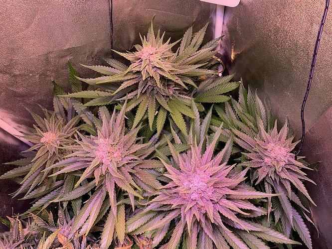 Growreport Bild 11