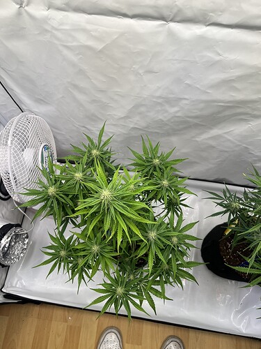 Growreport Bild 2