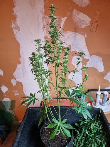 Growreport Bild 2
