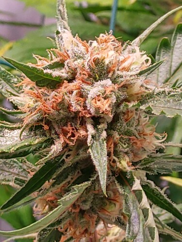 Growreport Bild 1