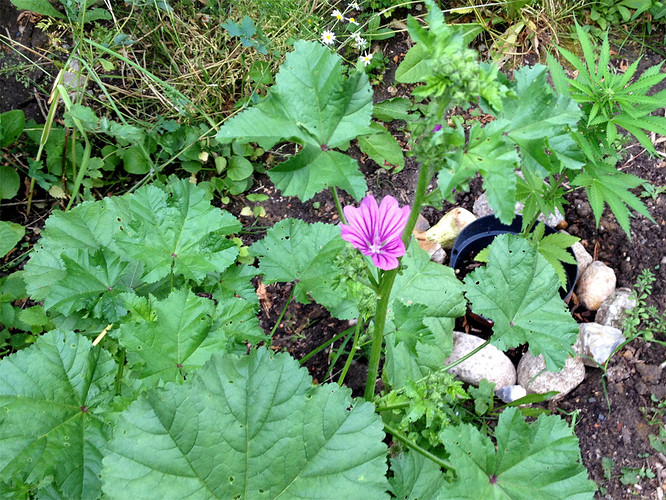 Growreport Bild 8