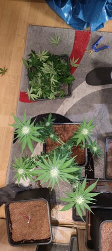 Growreport Bild 5