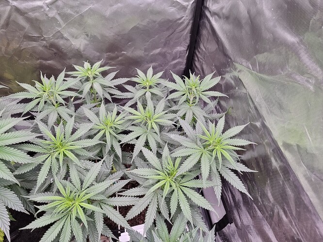 Growreport Bild 28