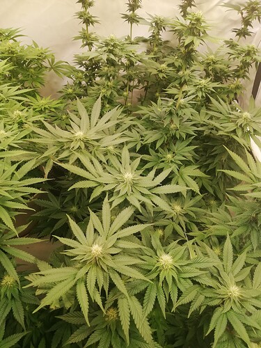 Growreport Bild 5
