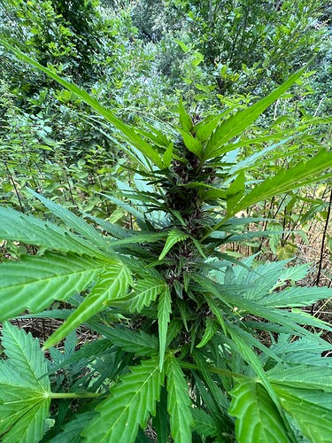 Growreport Bild 8