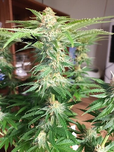 Growreport Bild 1