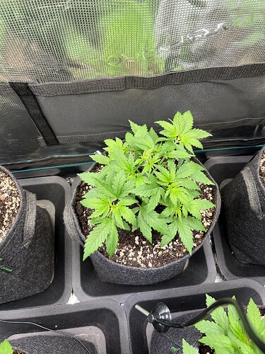 Growreport Bild 8