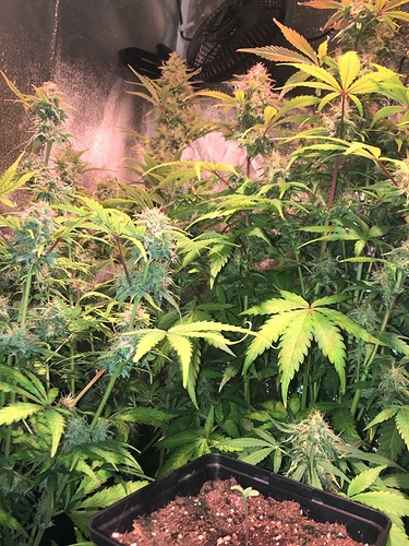 Growreport Bild 9