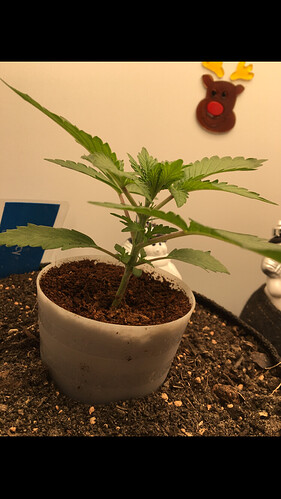 Growreport Bild 17