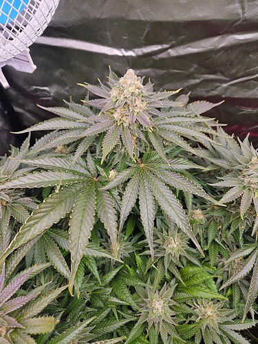 Growreport Bild 26