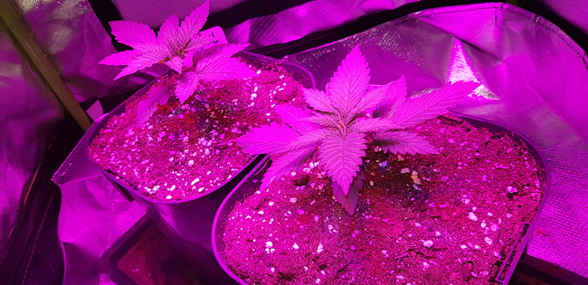Growreport Bild 1