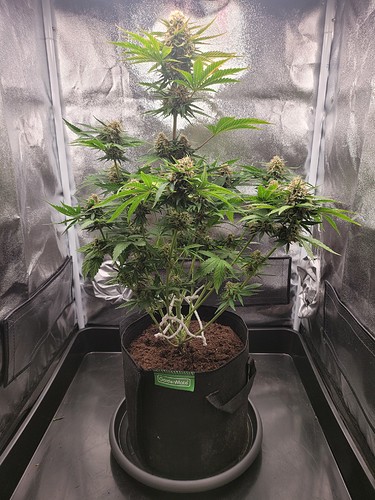 Growreport Bild 8