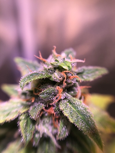 Growreport Bild 10