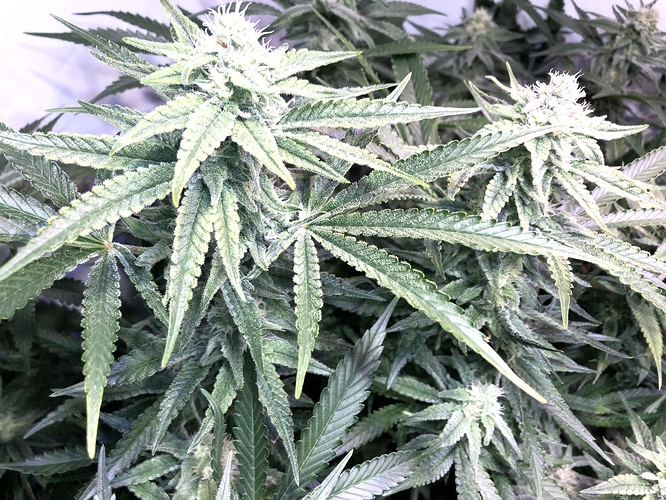Growreport Bild 1