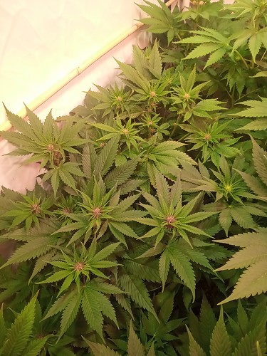 Growreport Bild 1