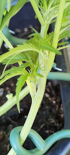 Growreport Bild 16