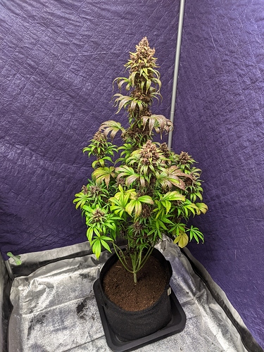 Growreport Bild 61