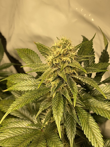 Growreport Bild 3