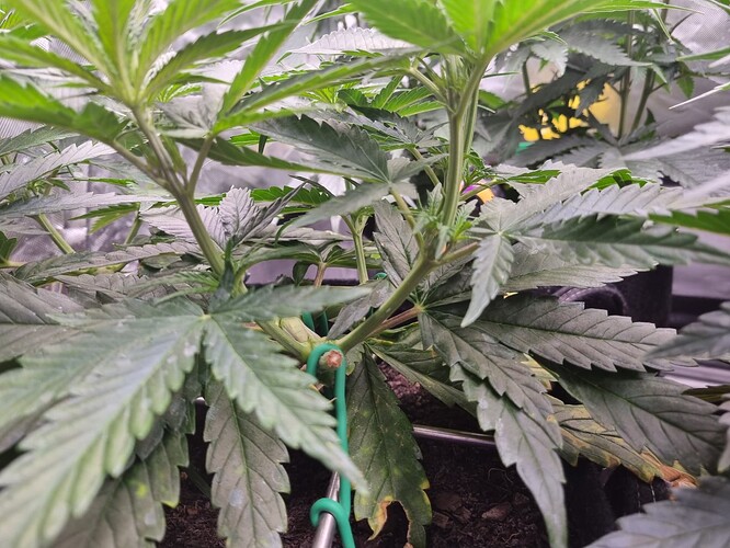 Growreport Bild 41