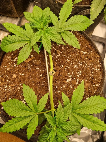 Growreport Bild 30