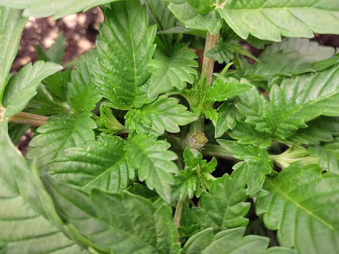 Growreport Bild 12