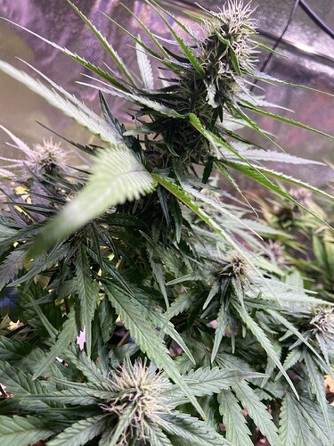 Growreport Bild 3