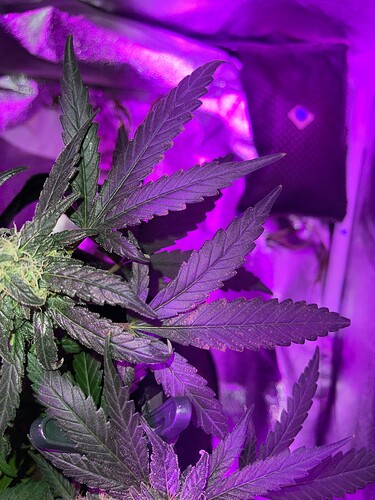 Growreport Bild 2