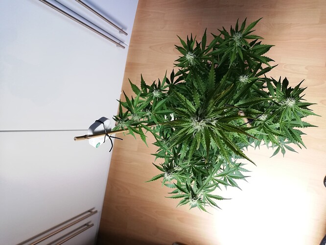 Growreport Bild 49