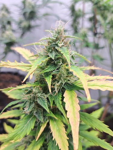Growreport Bild 19