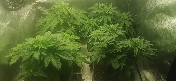 Growreport Bild 28