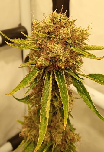 Growreport Bild 36