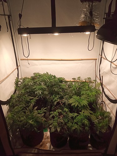 Growreport Bild 14