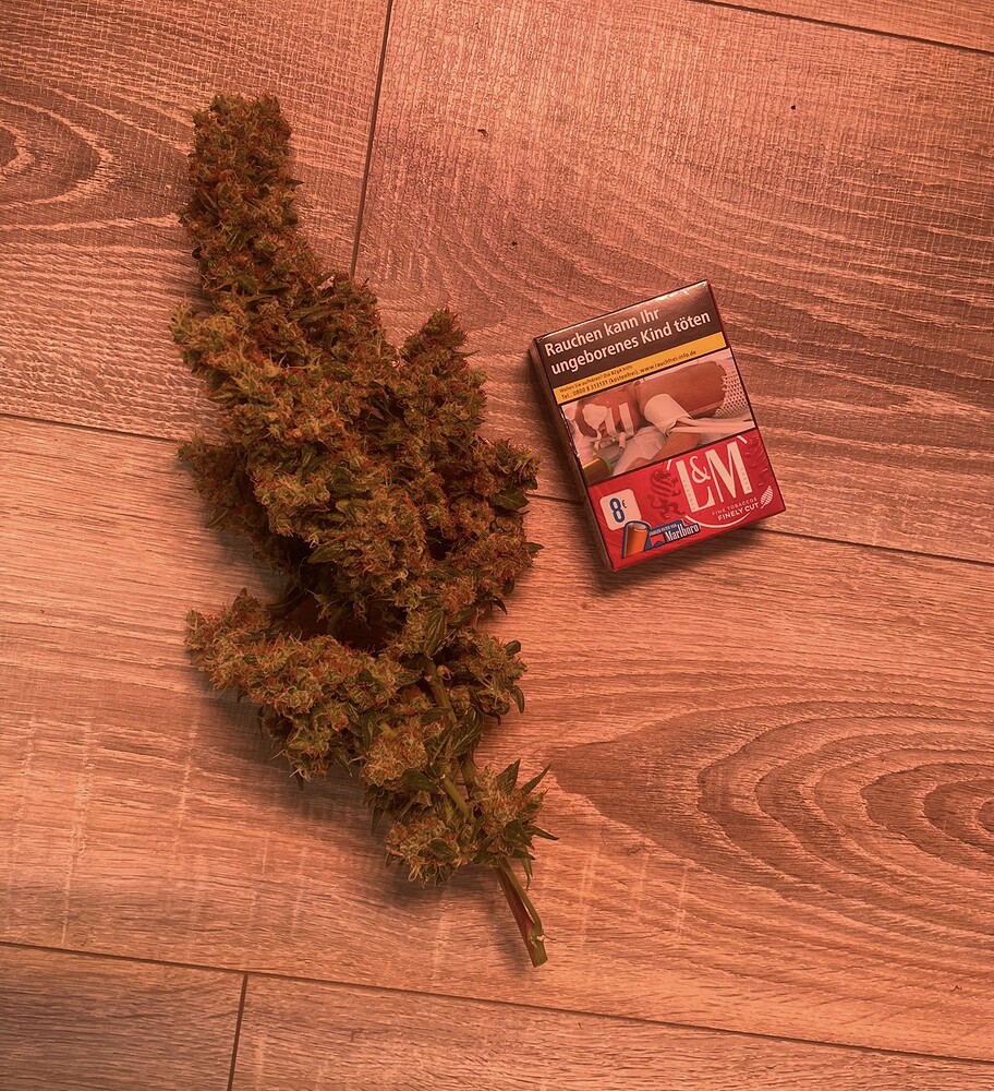 Fast Buds Gorilla Cookies - Grow 4️⃣