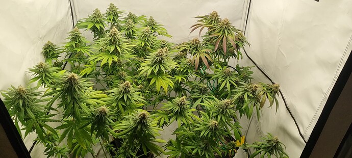 Growreport Bild 4