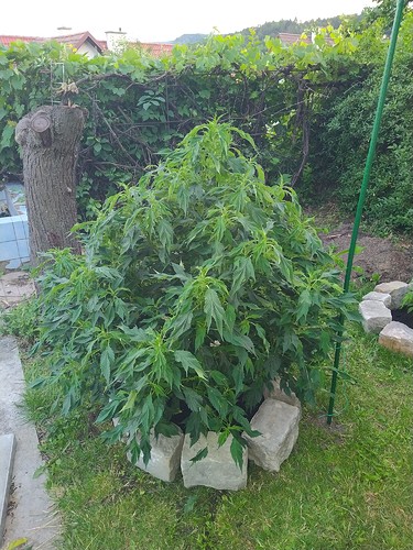 Growreport Bild 10