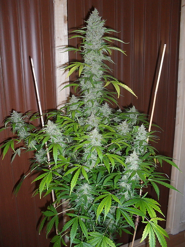 Growreport Bild 13