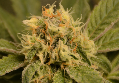Growreport Bild 3