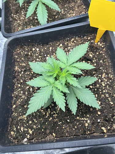 Growreport Bild 3