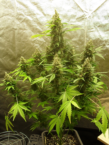 Growreport Bild 7