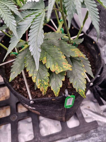Growreport Bild 21