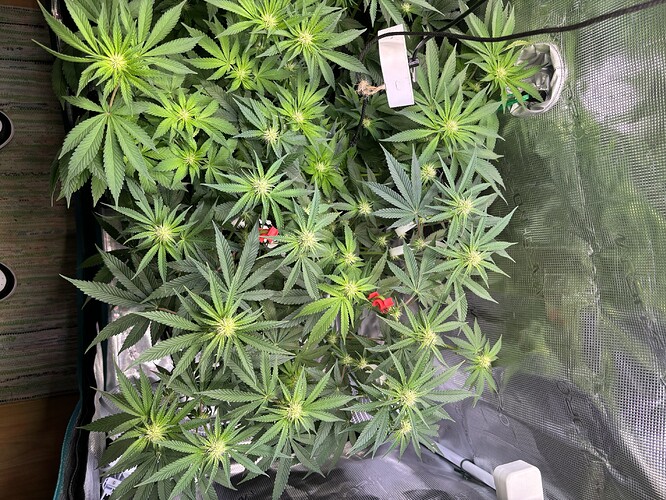 Growreport Bild 3