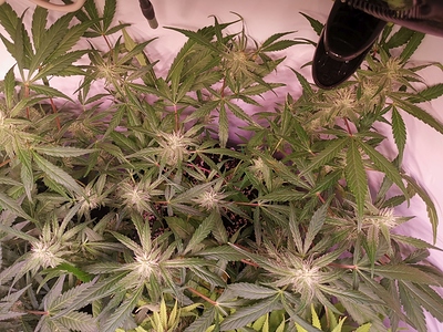 Growreport Bild 3