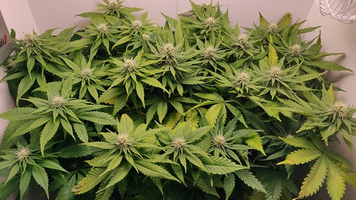 Growreport Bild 15