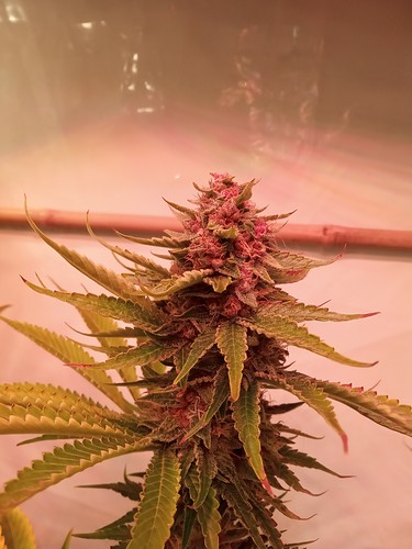 Growreport Bild 19