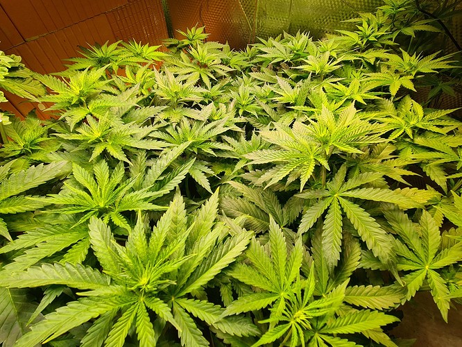 Viele junge Cannabispflanzen mit grünen Blättern in einem Growroom.