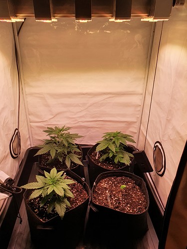 Growreport Bild 13