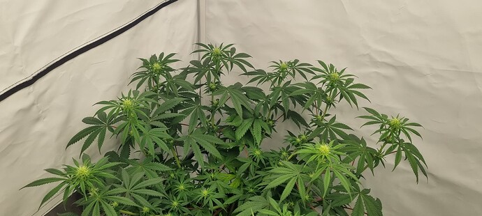 Growreport Bild 7