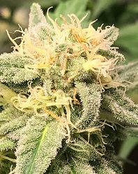 banana_og_kush.35days
